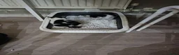 Mixed Breed cats for sale: 2 different litters, tiny kittens  - Advert 19