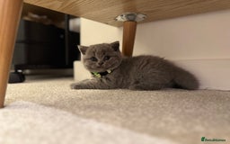British Shorthair cats for sale: British Short Hair Kittens - Advert 16