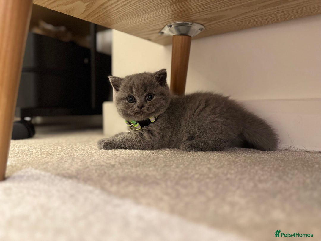 British Shorthair cats for sale: British Short Hair Kittens - Advert 16