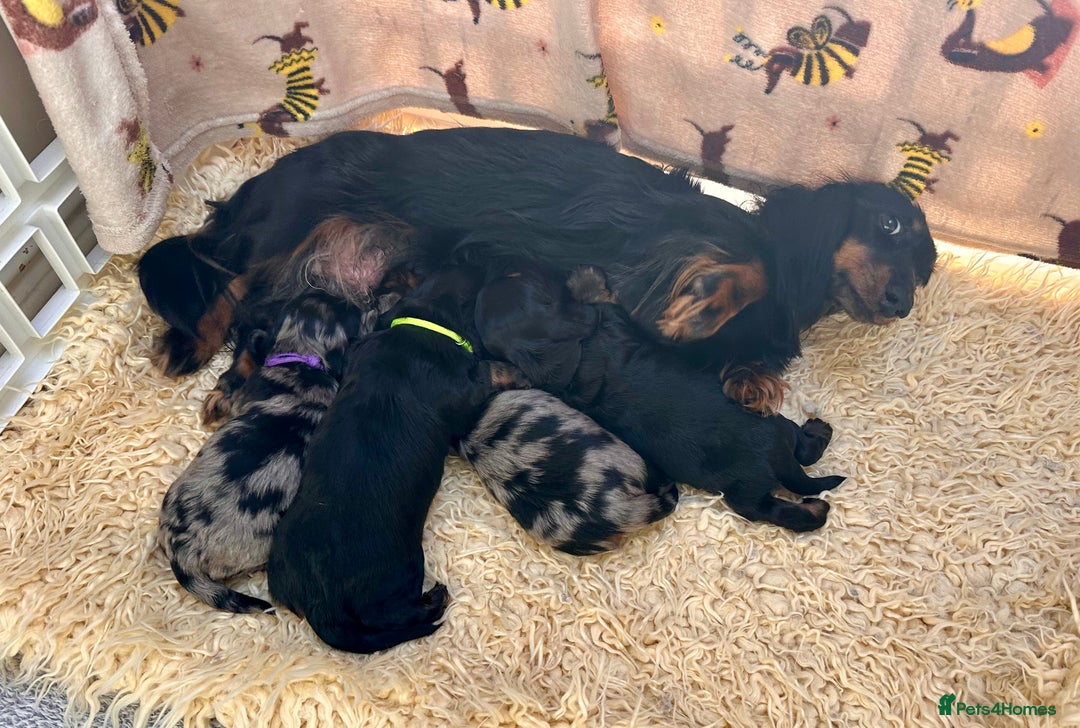 Miniature Dachshund dogs for sale: Beautiful litter of long haired mini dachshunds  - Image 8
