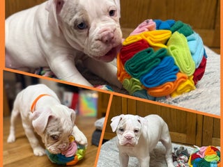 Olde English Bulldogge dogs 1 Olde English Bulldogge girl NEBBR reg puppies - Advert 5