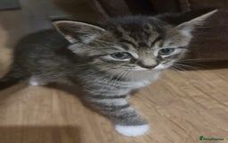 Mixed Breed cats for sale: Beautiful kittens for sale last 2 - Image 2