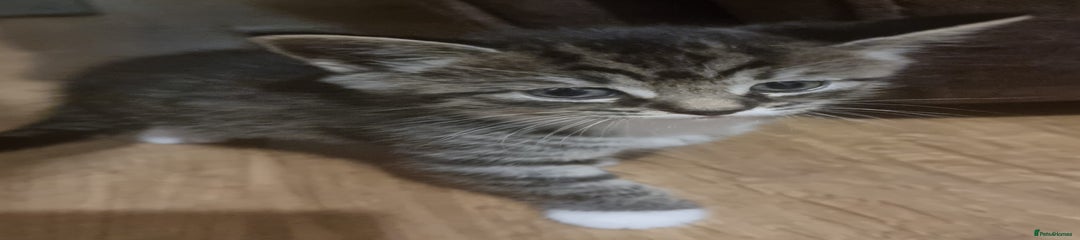 Tabby kitten
