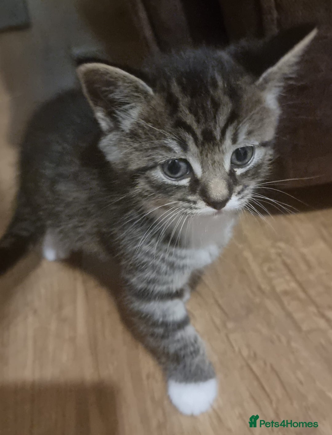 Mixed Breed cats for sale: Beautiful kittens for sale last 2 - Image 2