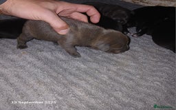 Staffordshire Bull Terrier dogs for sale: Beautiful Staffordshire Bull pups  - Image 10