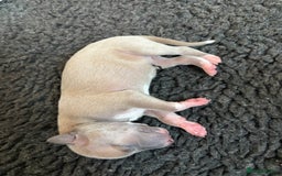 Italian Greyhound dogs for sale: 7/8 Italian Greyhound, 1/8 Whippet Puppies - Image 18