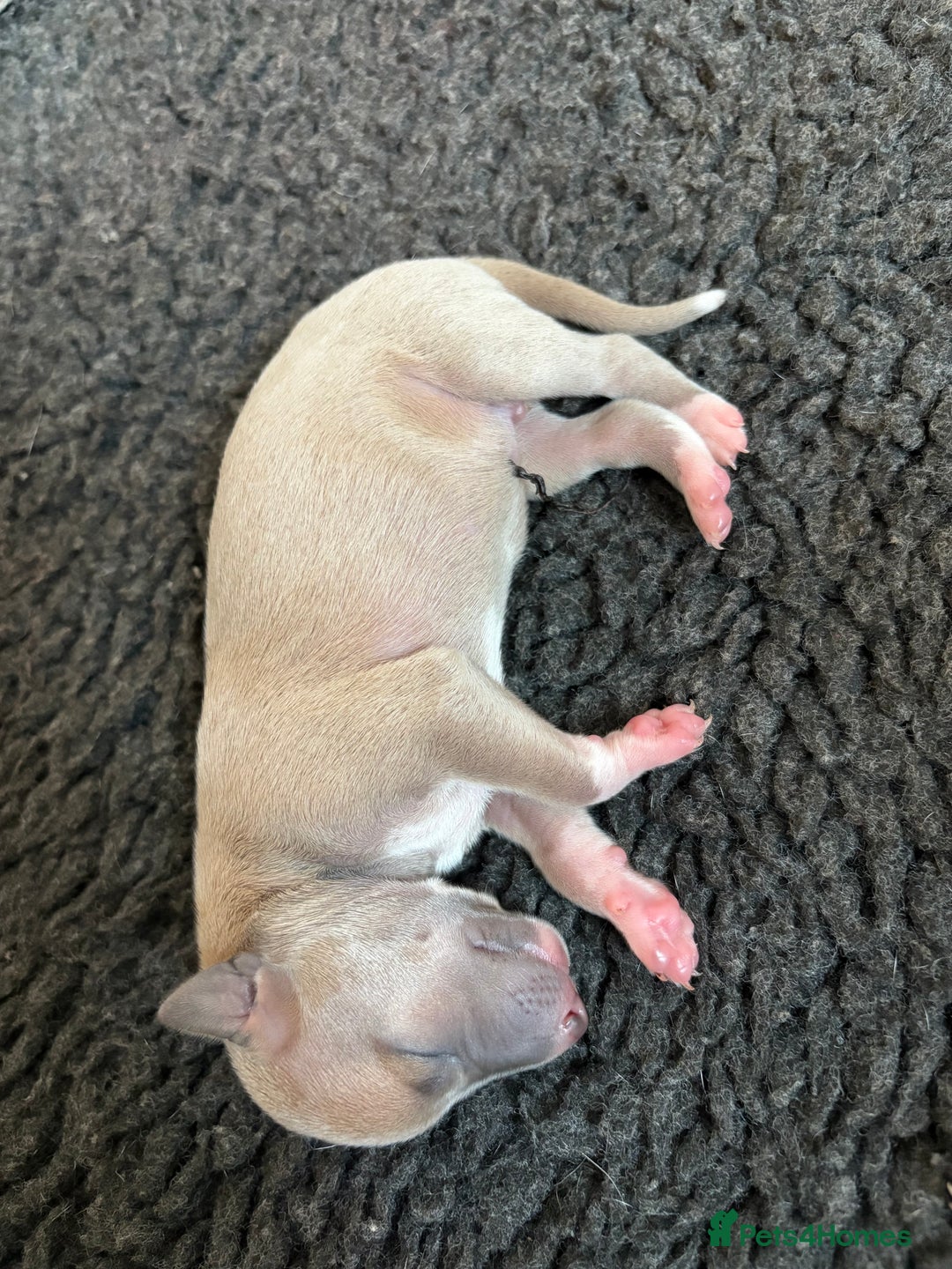 Italian Greyhound dogs for sale: 7/8 Italian Greyhound, 1/8 Whippet Puppies - Image 18