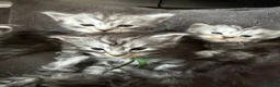 Maine Coon cats for sale: Beautiful registered babies - Advert 6