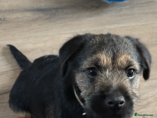 Border Terrier dogs Last Beautiful KC Boy Border terrier puppy - Advert 1