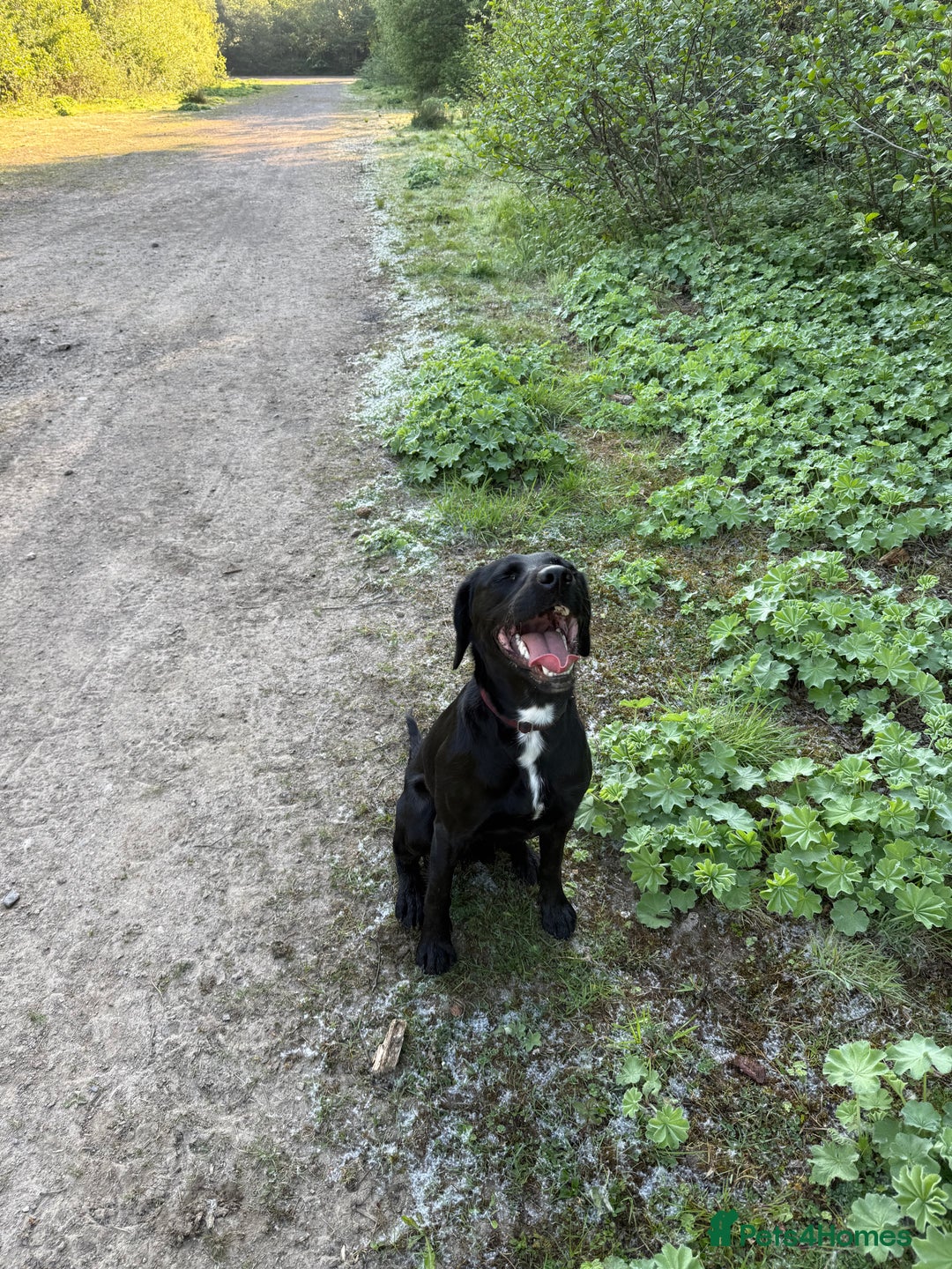 Mixed Breed dogs for sale: 1 year old GSP X Lab  - Image 8