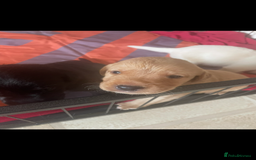 Labrador Retriever dogs for sale: Labrador puppies  - Image 6