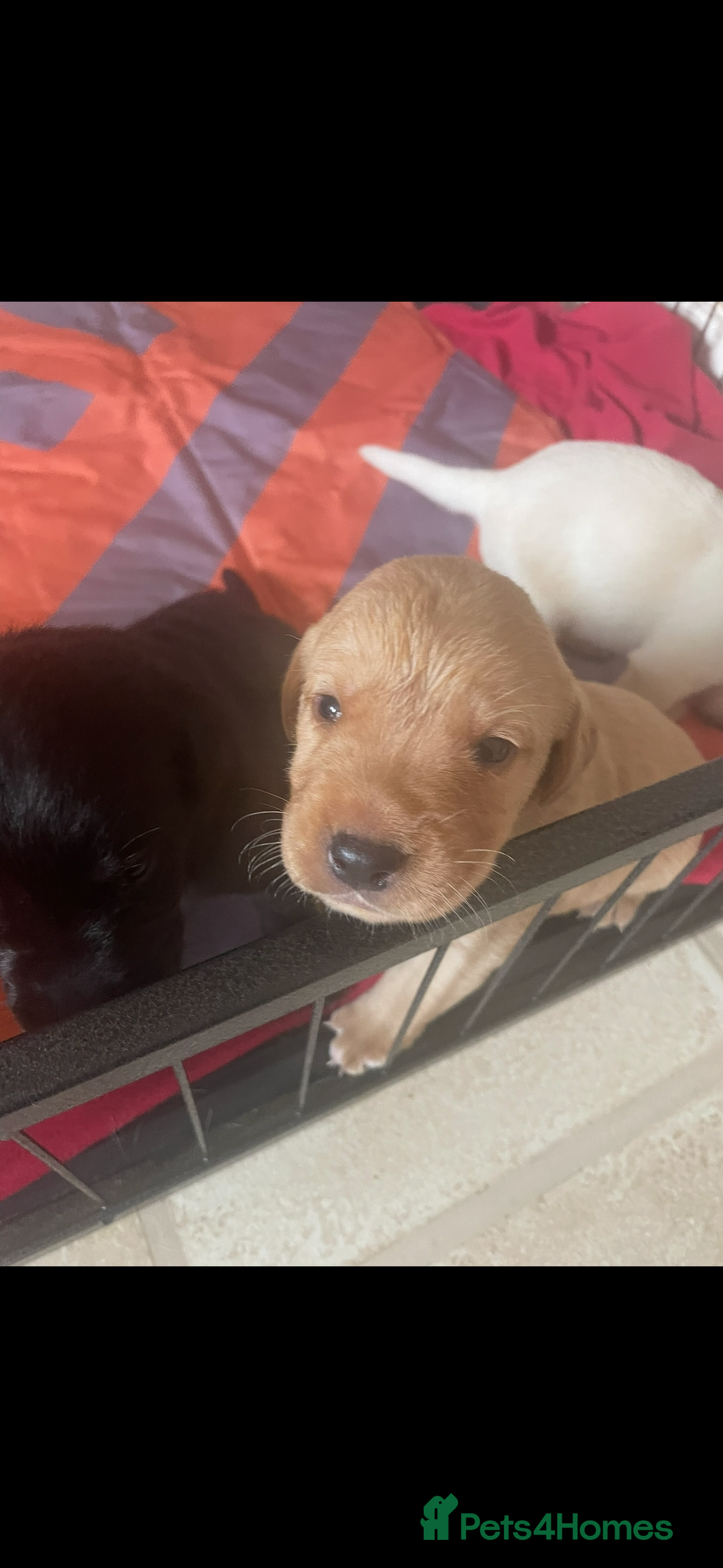 Labrador Retriever dogs for sale: Labrador puppies  - Image 6