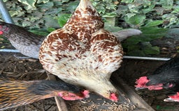 Chickens poultry for sale: 11 chickens for sale  - Image 17