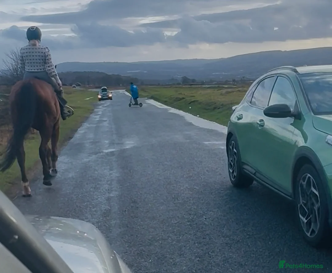 Irish Sports horses for sale: Super 15.3 8 yr old sports horse allroudner  - Advert 13