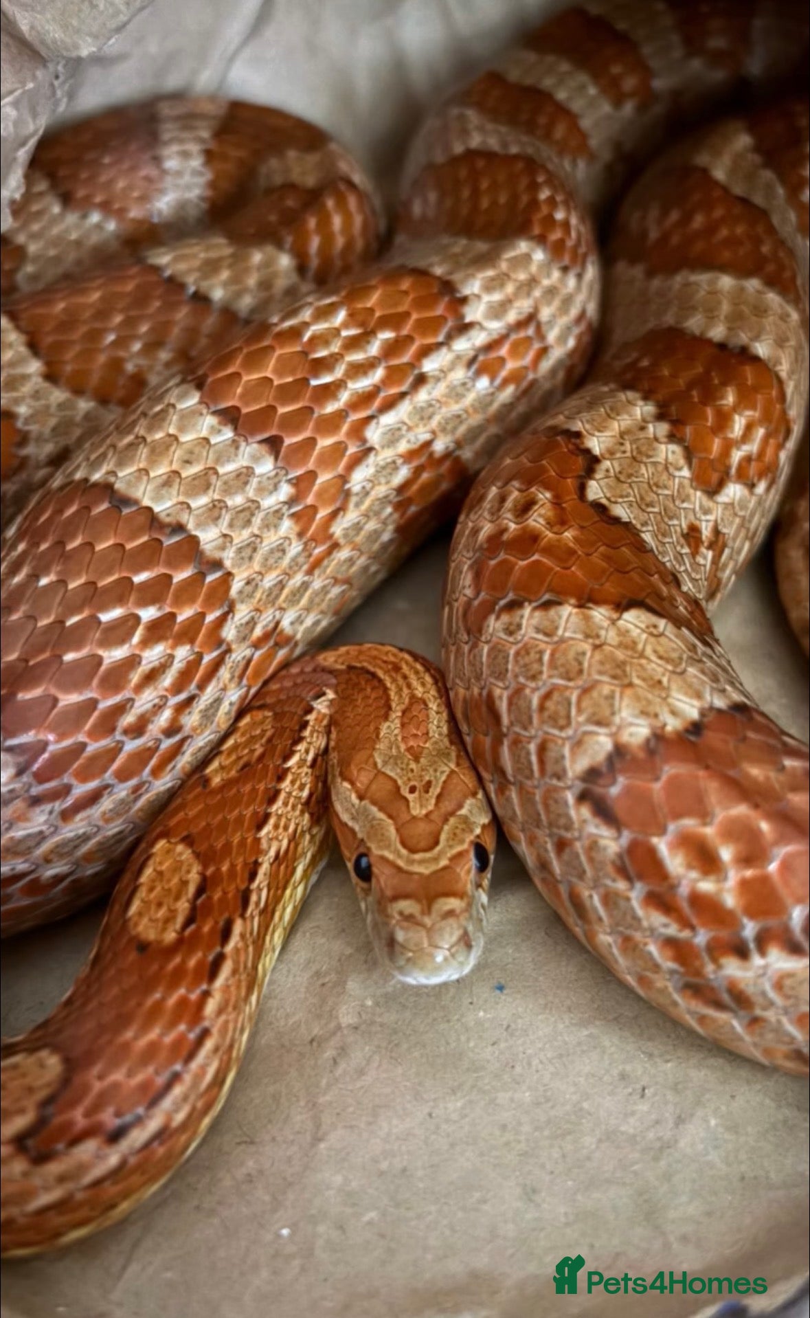 Corn Snake reptiles Corn Snake  - Advert 1