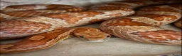 Corn Snake reptiles for sale: Corn Snake  in Darwen - Advert 1