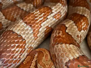 Corn Snake reptiles Corn Snake - Advert 9