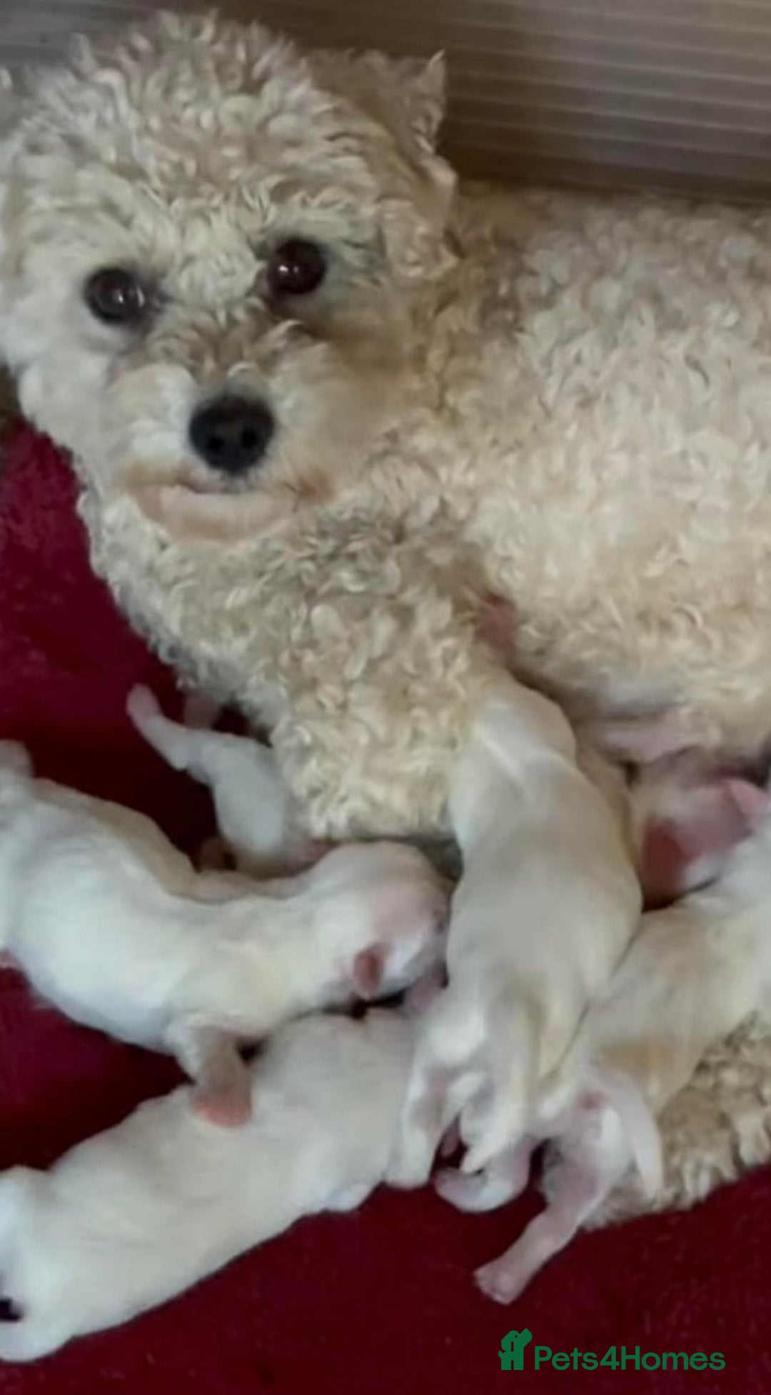 Maltipoo dogs for sale: Maltipoo puppies for sale - Advert 5