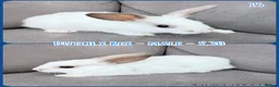 Mixed Breed rabbits for sale: Dutch x Rex Baby Rabbits - Advert 17