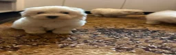 Maltese dogs for sale: Bichon Maltese mini toy pure breed  - Advert 1