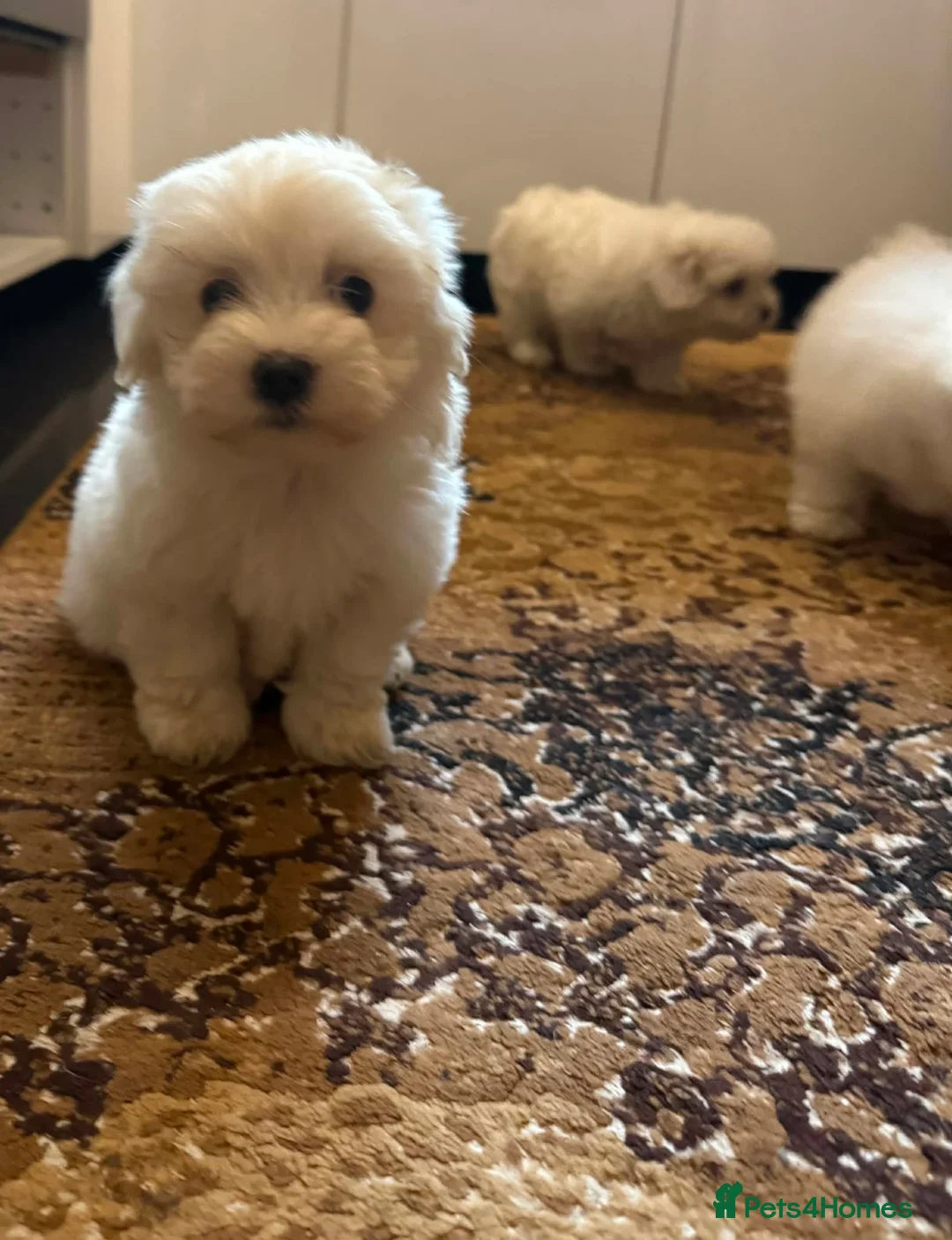 Maltese dogs for sale: Bichon Maltese mini toy pure breed  - Advert 1