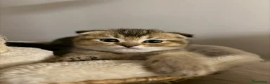Scottish Fold 3