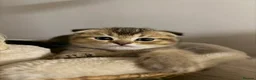 Scottish Fold cats for sale: Champion bloodlines Scottish Fold-Straight Kittens - Advert 14