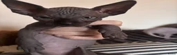 Sphynx cats for sale: Sphynx Kittens - Advert 28