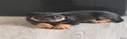 Rottweiler dogs for sale: Rottweiler pups  - Advert 6