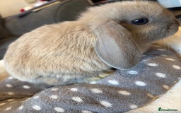 Lionhead rabbits for sale: Beautiful Lionhead/Mixed breed baby rabbits  - Image 9