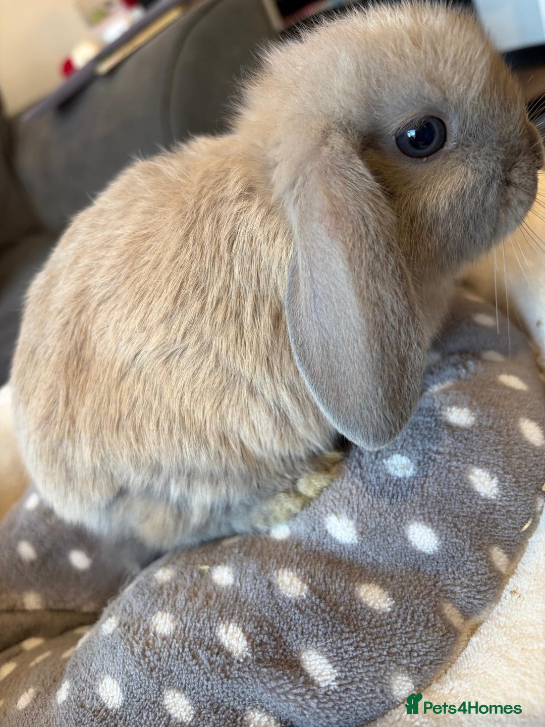 Lionhead rabbits for sale: Beautiful Lionhead/Mixed breed baby rabbits  - Image 9