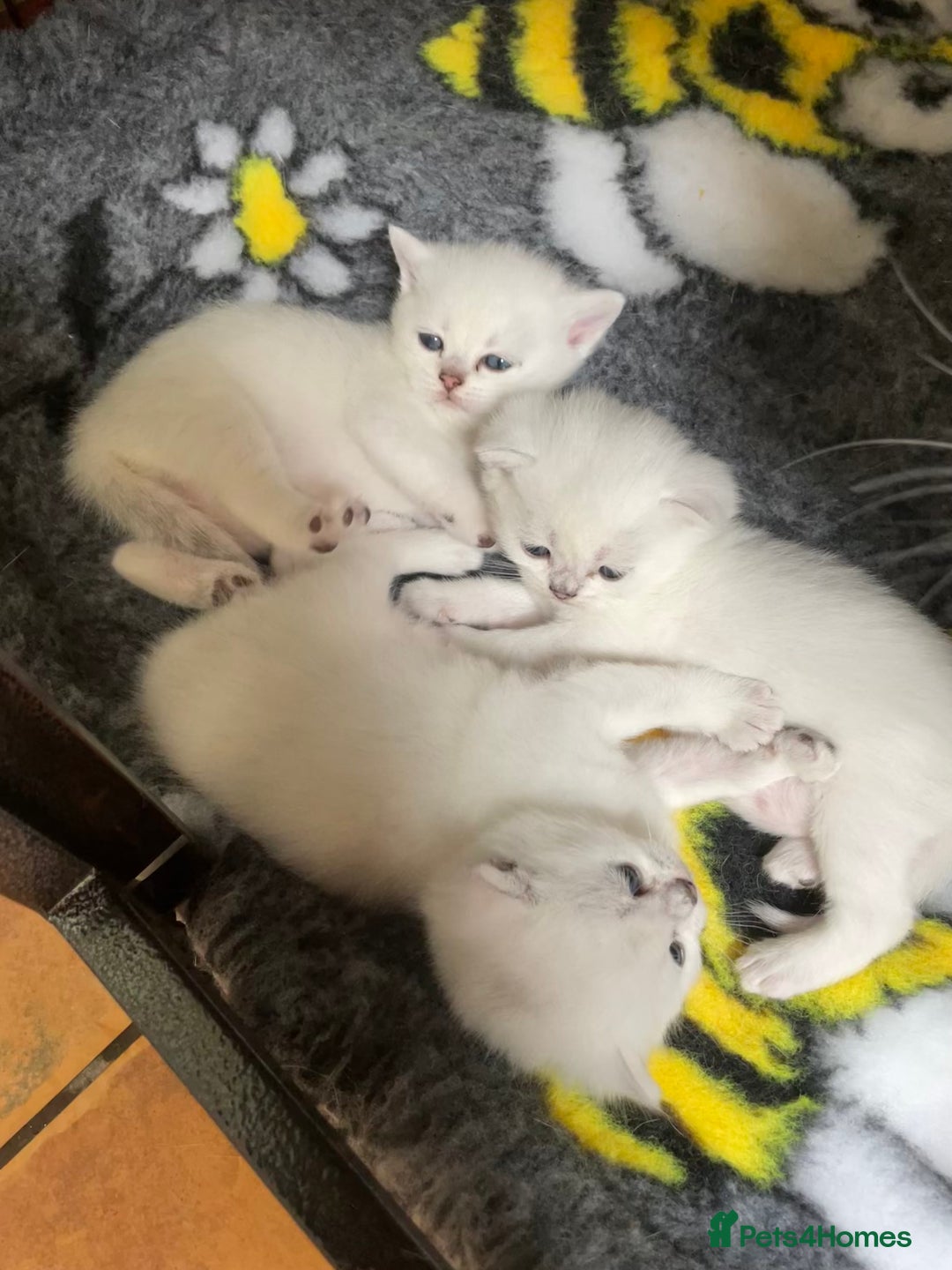British Shorthair cats for sale: BSH BLACK TIPPED KITTENS GCCF REGISTERED  - Image 12