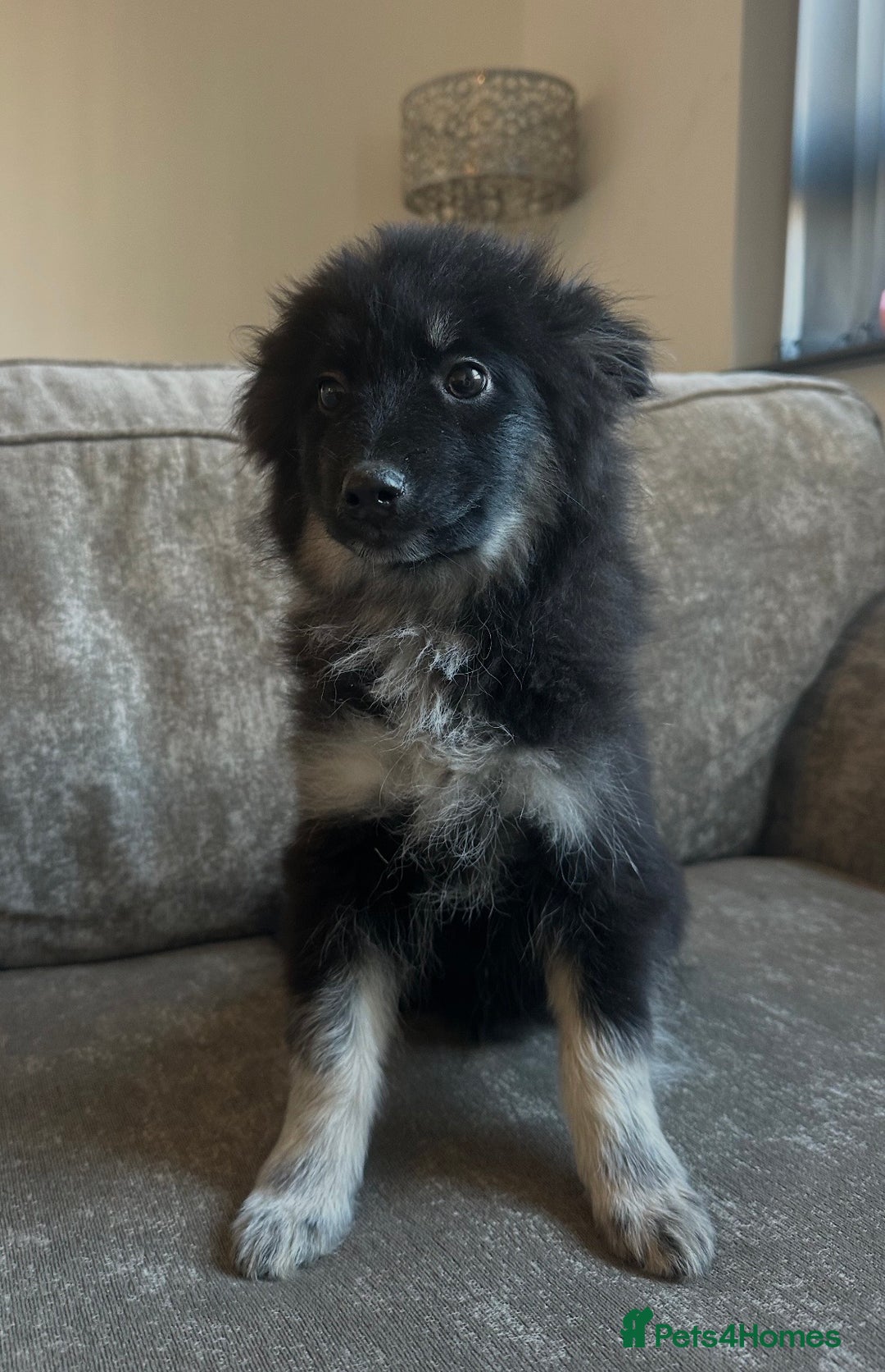 Pomsky dogs for sale: Beautiful pomsky boy - Advert 6