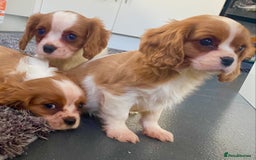 Cavalier King Charles Spaniel dogs for sale: Beautiful litter of King Charles Cavaliers - Image 17