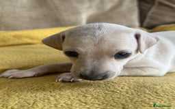 Italian Greyhound dogs for sale: Tiny cream and white Italian Greyhound boys - Image 1