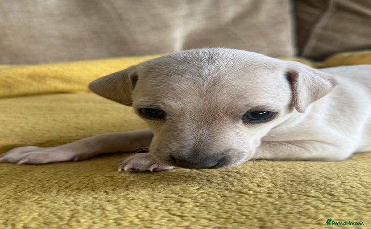 Italian Greyhound dogs - Advert 2