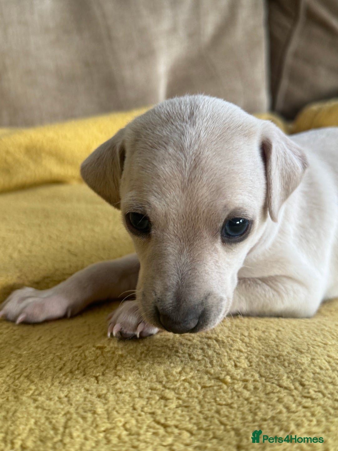Italian Greyhound dogs for sale: Tiny cream and white Italian Greyhound boys - Image 1