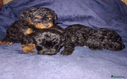 Toy Poodle dogs for stud: KC CHOCOLATE PHANTOM TOY POODLE in Willenhall - Image 19