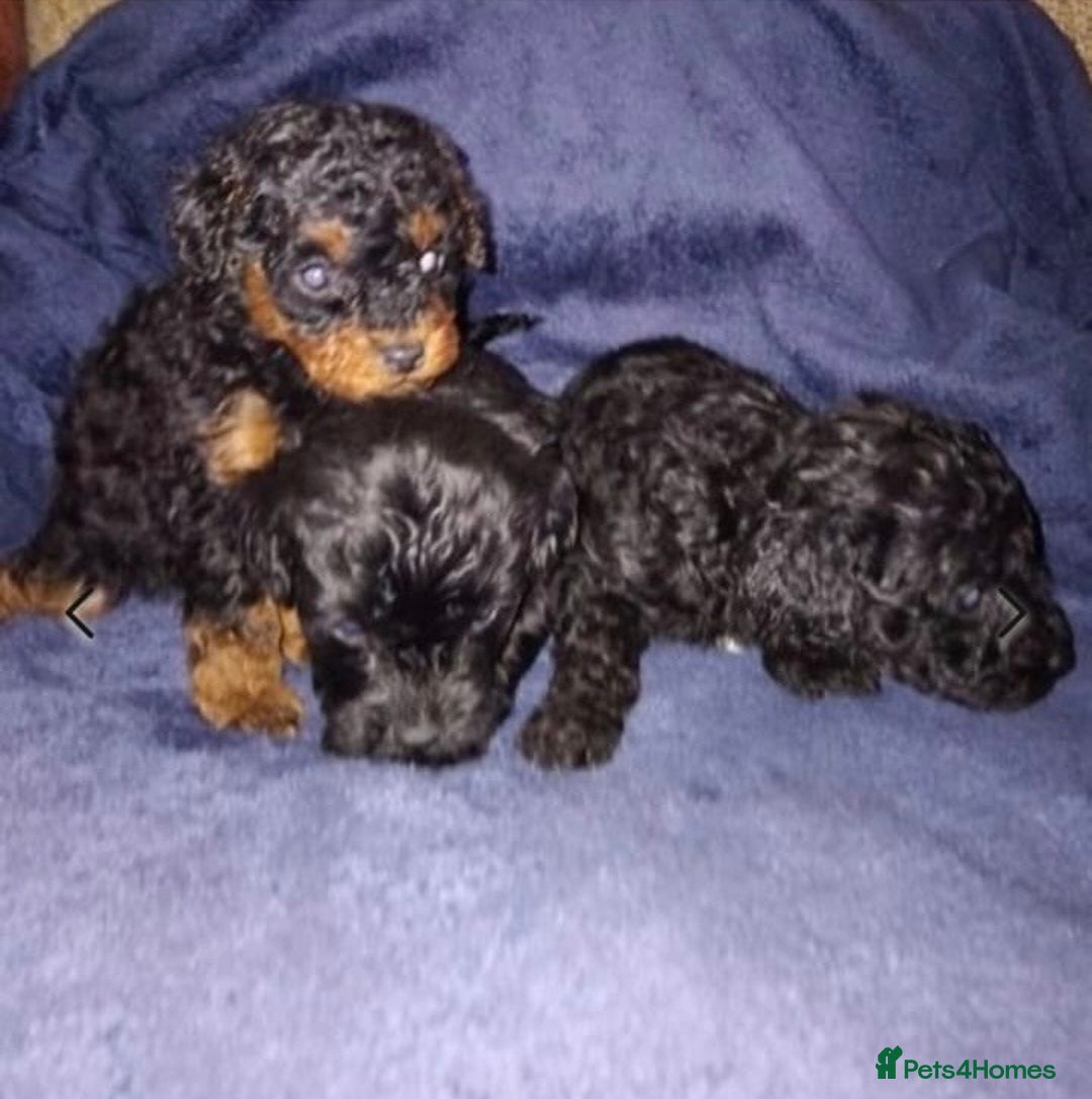 Toy Poodle dogs for stud: KC CHOCOLATE PHANTOM TOY POODLE in Willenhall - Image 19