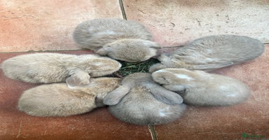 Mini Lop rabbits - Advert 1