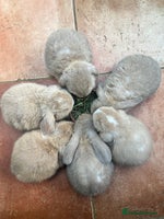 Mini Lop rabbits - Advert 11