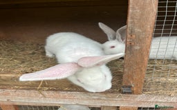 British Giant rabbits for sale: Rabbits for sale  - Image 6