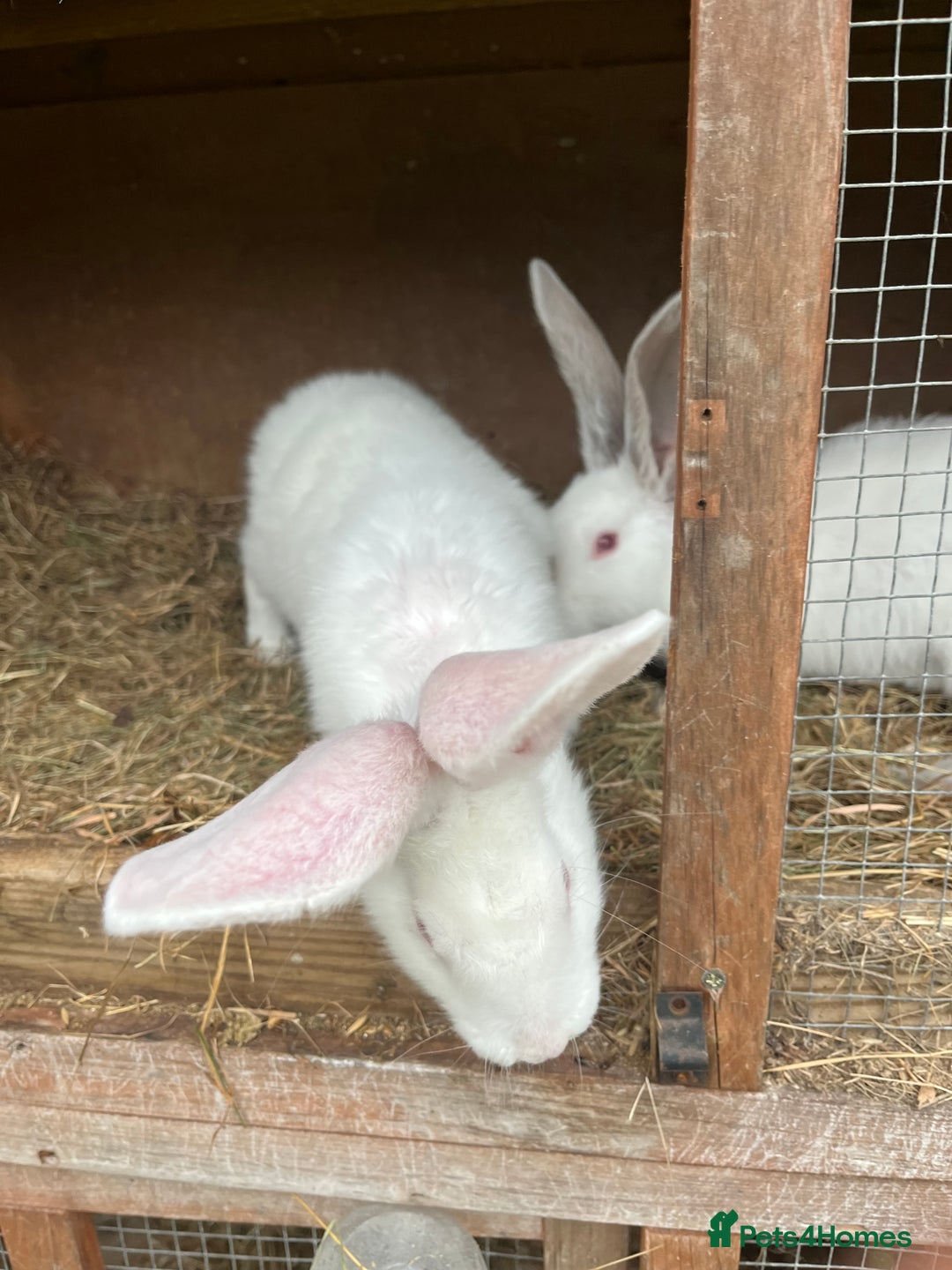 British Giant rabbits for sale: Rabbits for sale  - Image 6