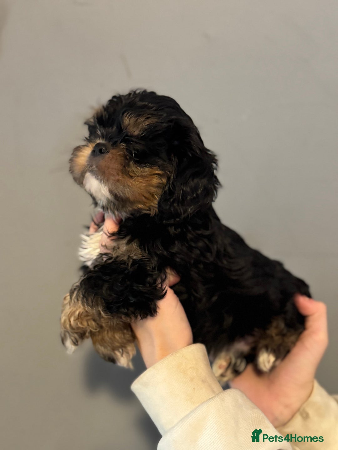 Cavalier King Charles Spaniel dogs for sale: Cavashi cavatzu boys READY NOW  - Advert 11