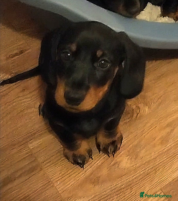 Dachshund dogs Dachshund Puppies  - Advert 15