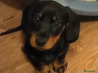 Dachshund dogs Dachshund Puppies - Advert 15