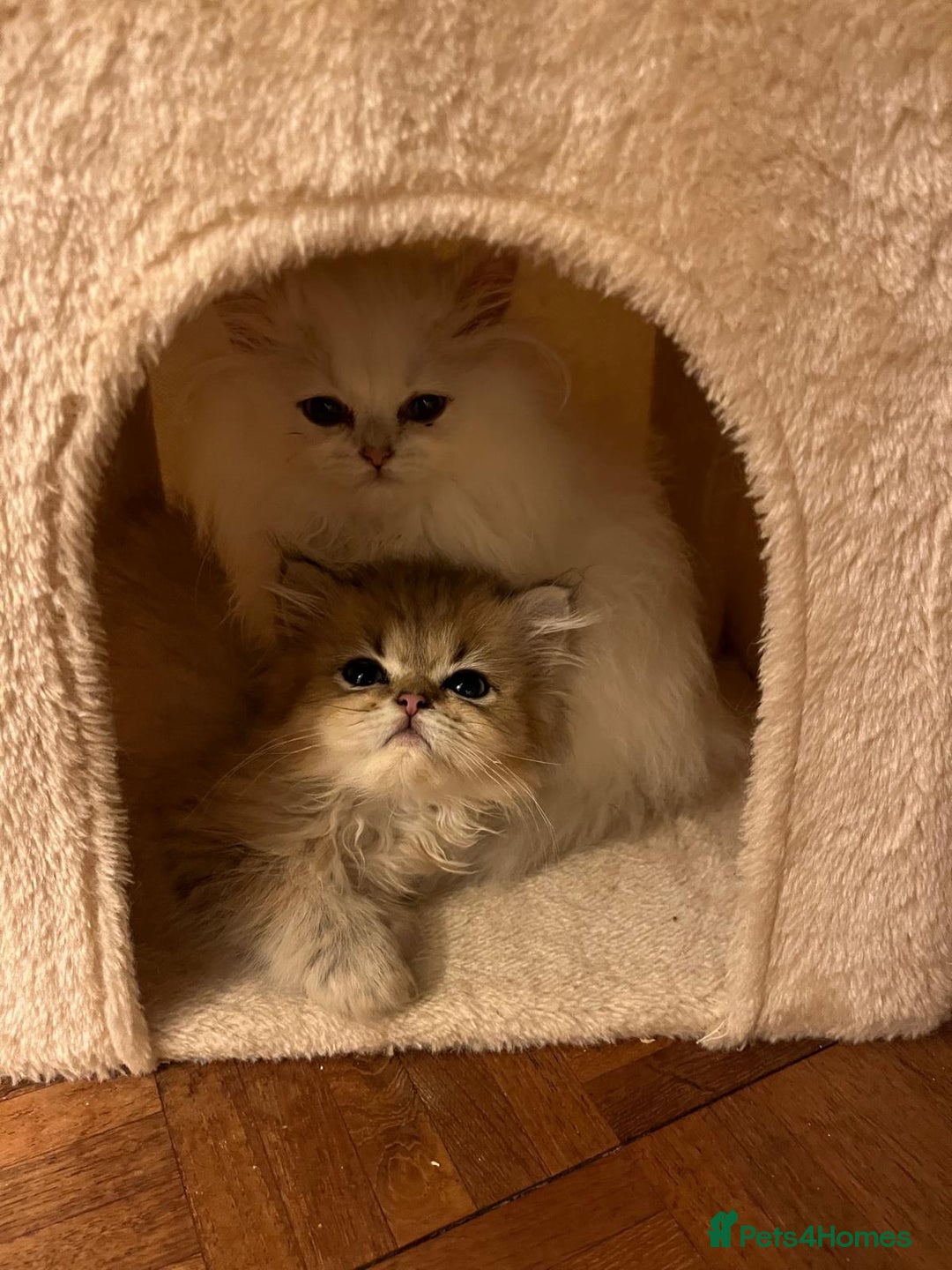 British Longhair cats for sale: Stunning British Longhair Kittens - Goldy & Snowy! - Advert 3