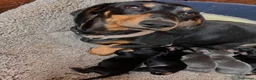Miniature Dachshund dogs for sale:  Adorable Dachshund Puppies 🐶  - Advert 8