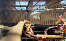 Budgerigars birds for sale: Beautiful white female budgie for rehome  - Image 1