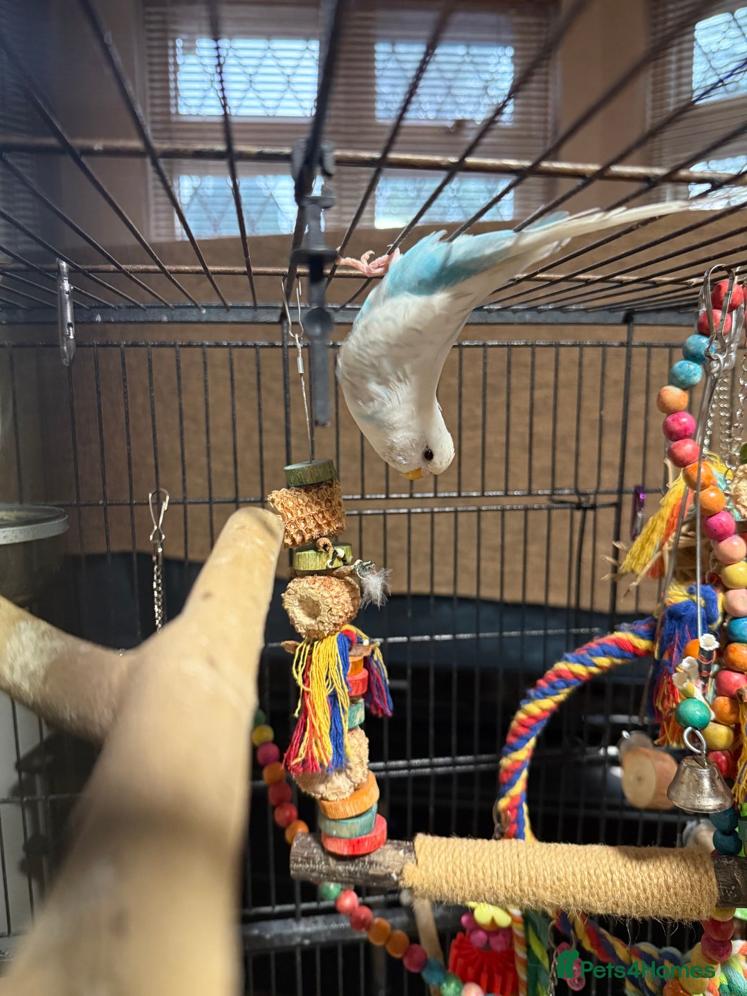 Budgerigars birds for sale: Beautiful white female budgie for rehome  - Image 1